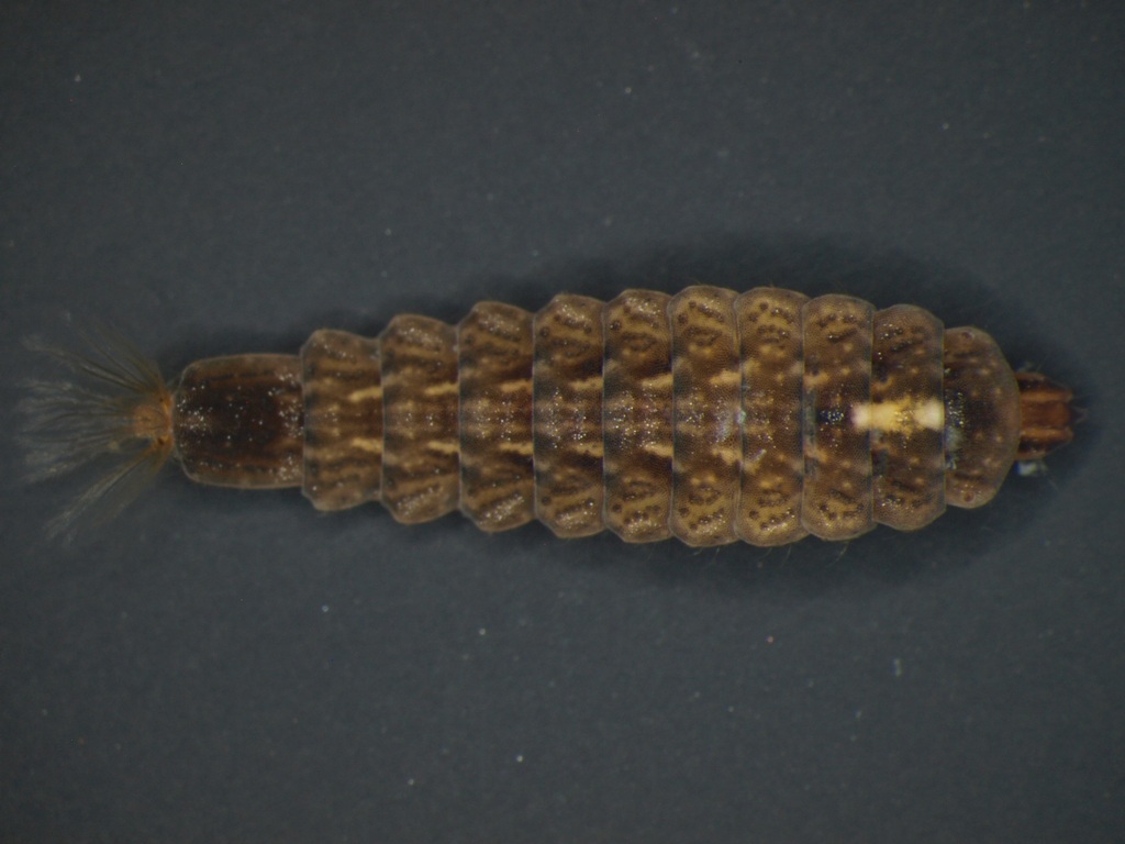 Oplodontha viridula
